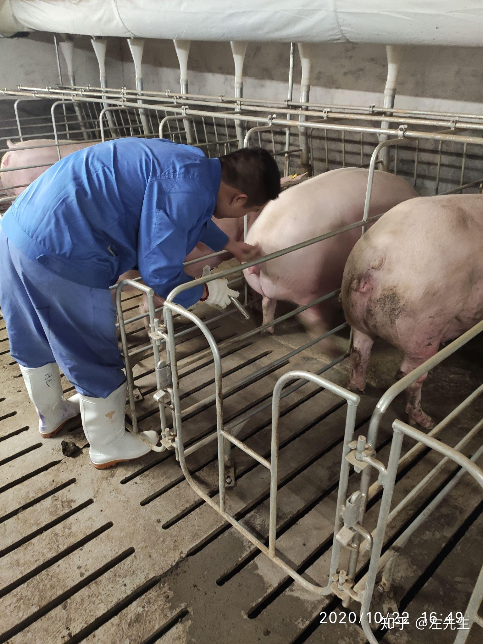 新人在正邦猪场的养猪生活更新中9251025第一个月完