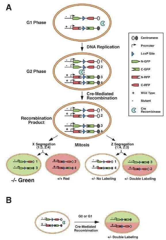 cre/loxp诱导基因重组的方式
