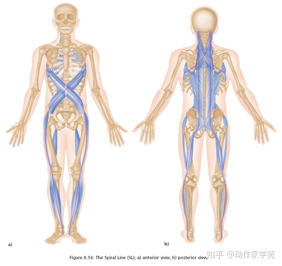 肩膀疼痛?不忘看看前锯肌和胸椎旋转 - 知乎