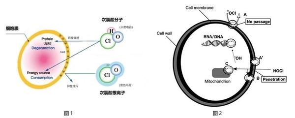 研究表明,在同樣的測試條件下,在溶液中以分子形式存在的次氯酸的殺菌