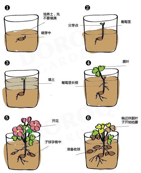 沙糖桔阳台盆栽方法图片