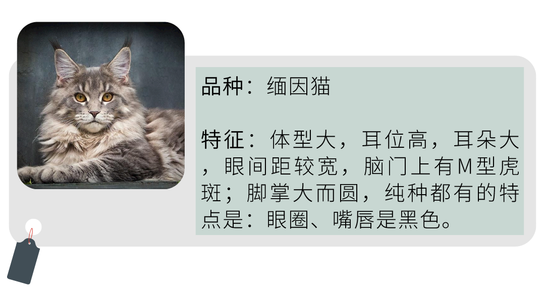 猫咪品种大全不同品种猫咪的特征性格和易患疾病介绍上