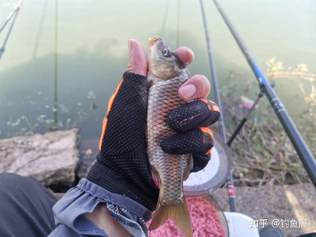 鲤鱼总在水面跳，能浮钓吗？你看它嘴巴和吃饵方式就知道了 - 知乎