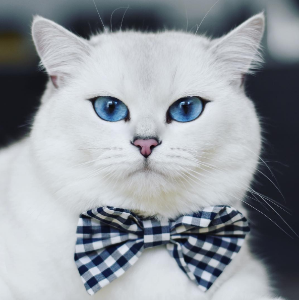 吸猫大会:英短银渐层重点色coby