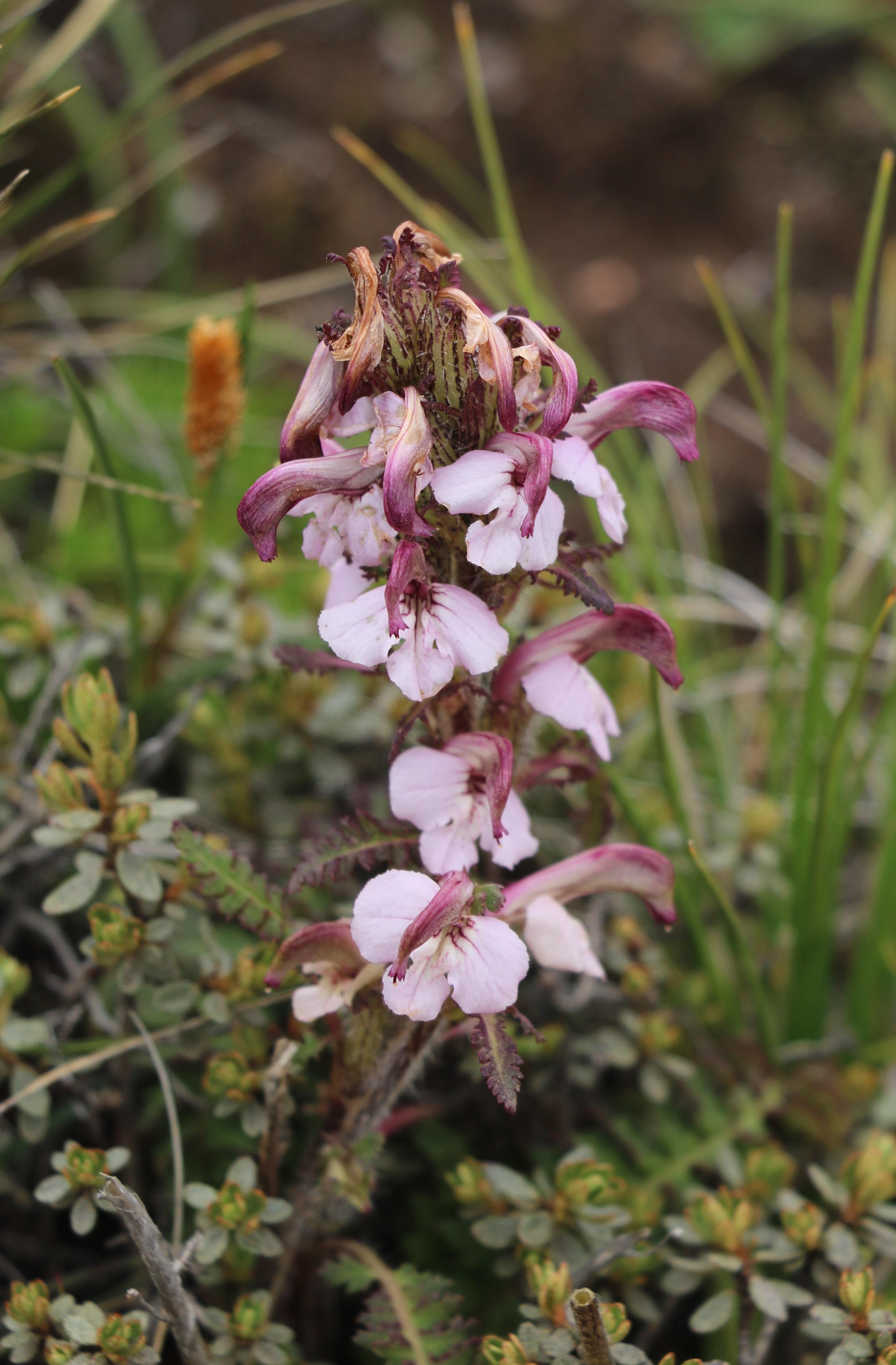 自然足迹横断山区植物小记九列当科马先蒿属松蒿属