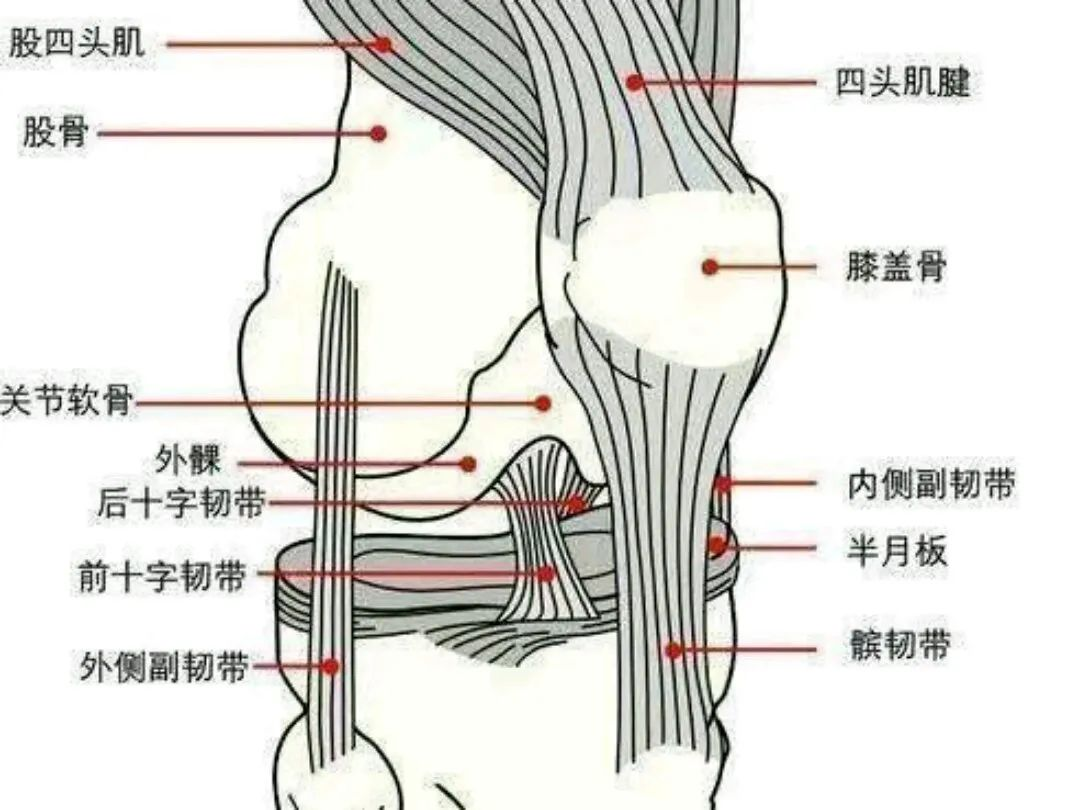 膝盖外侧副韧带疼图片