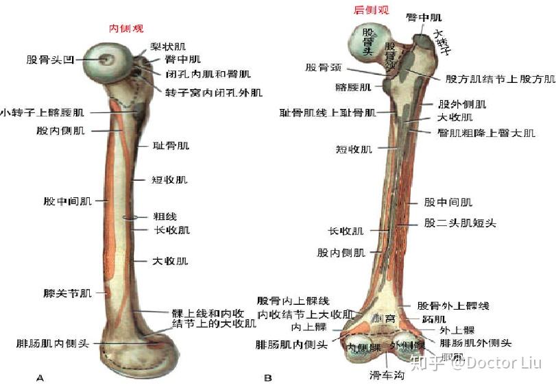 其中:髂骨和坐骨构成75%,耻骨构成余下25%,我的特点是深,个人觉得我比