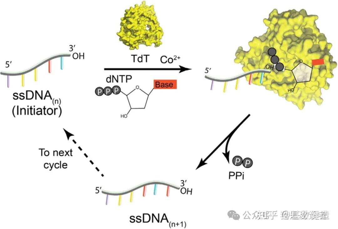 DNA 合成的未来是化学合成还是酶促合成? - 知乎