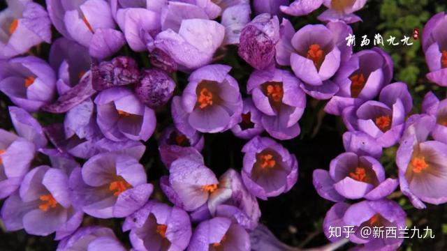 就连毒蘑菇也在释放着诱人的红色.