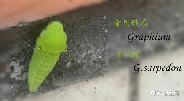 青凤蝶的故事 知乎