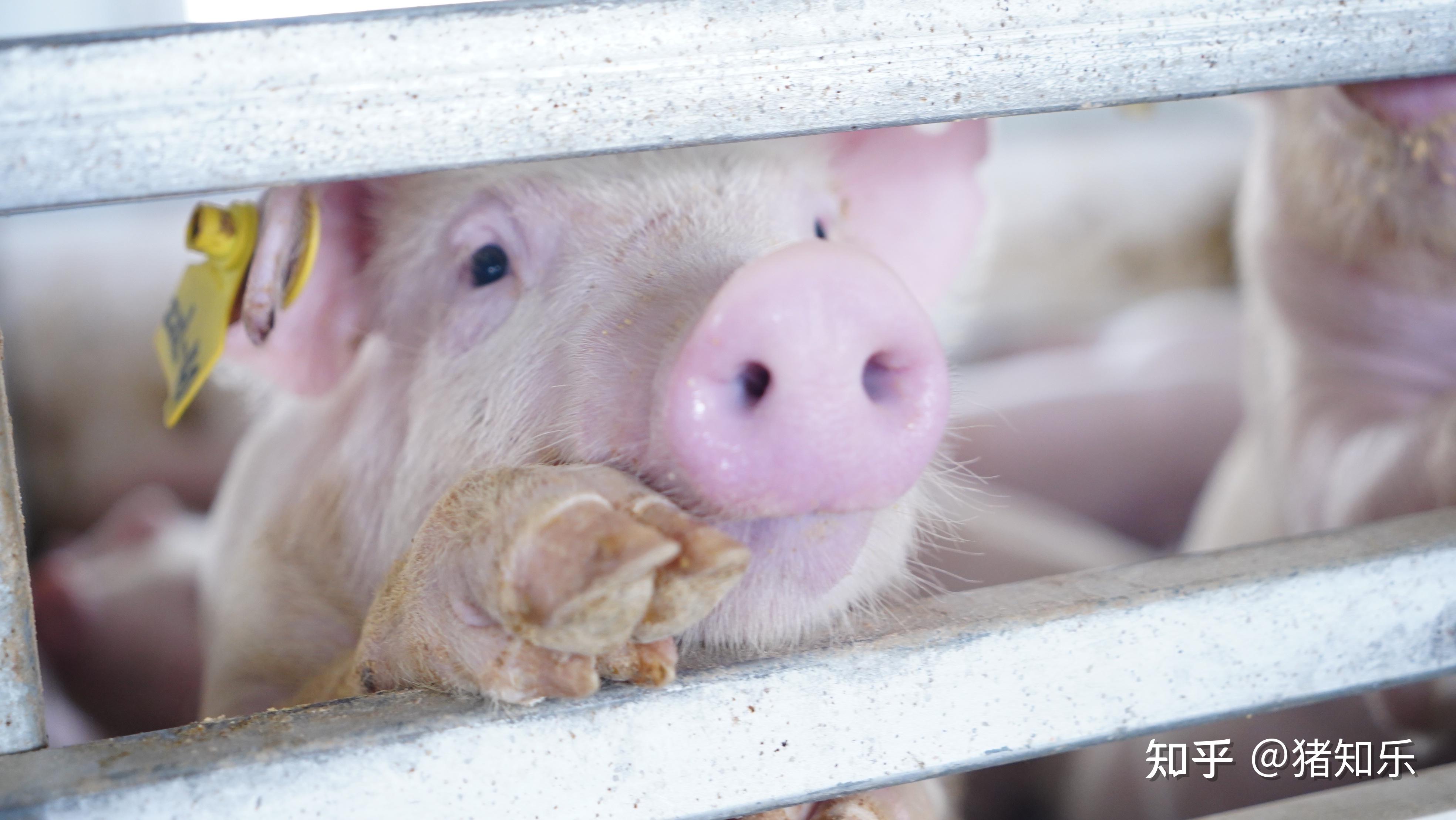 从育种到食品，德康500头终端父本种猪隔离完成 - 图说猪事——中国养猪网 - 中国养猪网-中国养猪行业门户网站
