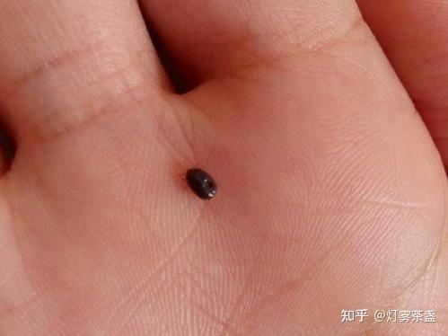 蜱虫吸收会从狗狗身体上面自动脱落下来.