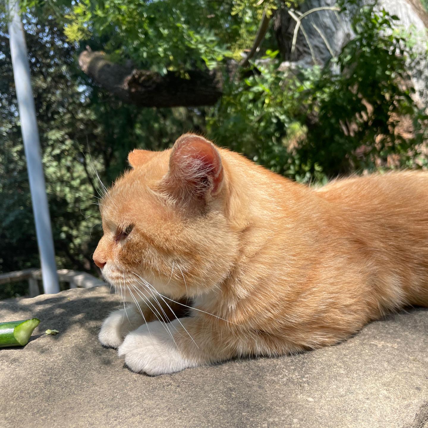 芳佩
