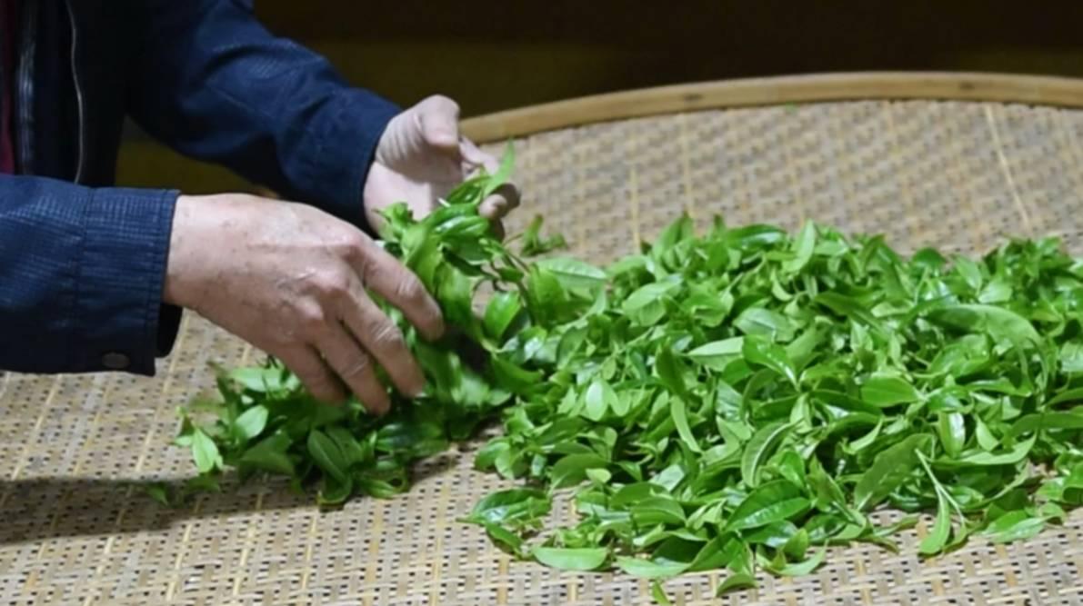 碰青摇青我们知道,乌龙茶是半发酵茶.