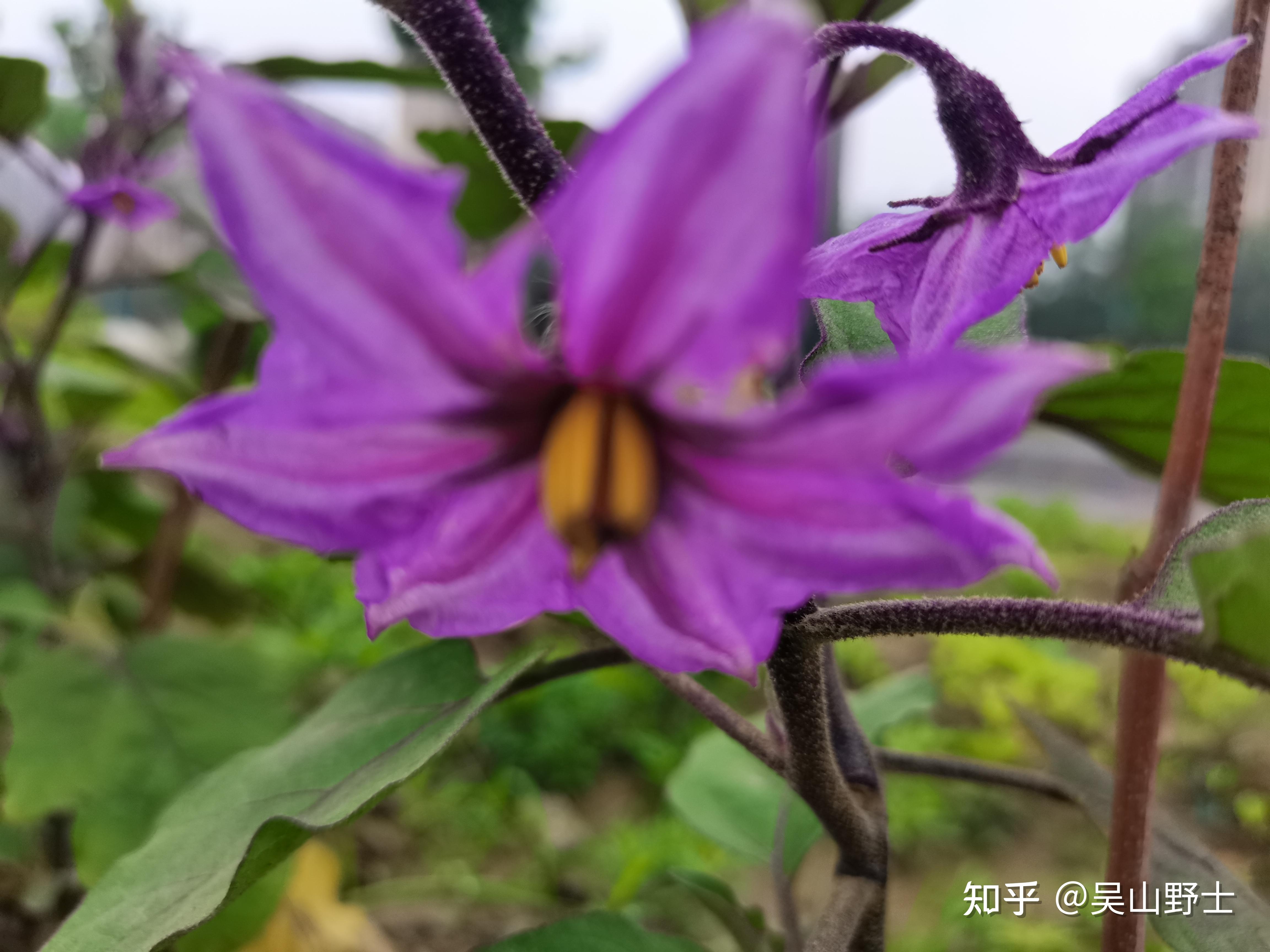 七绝茄花平水韵