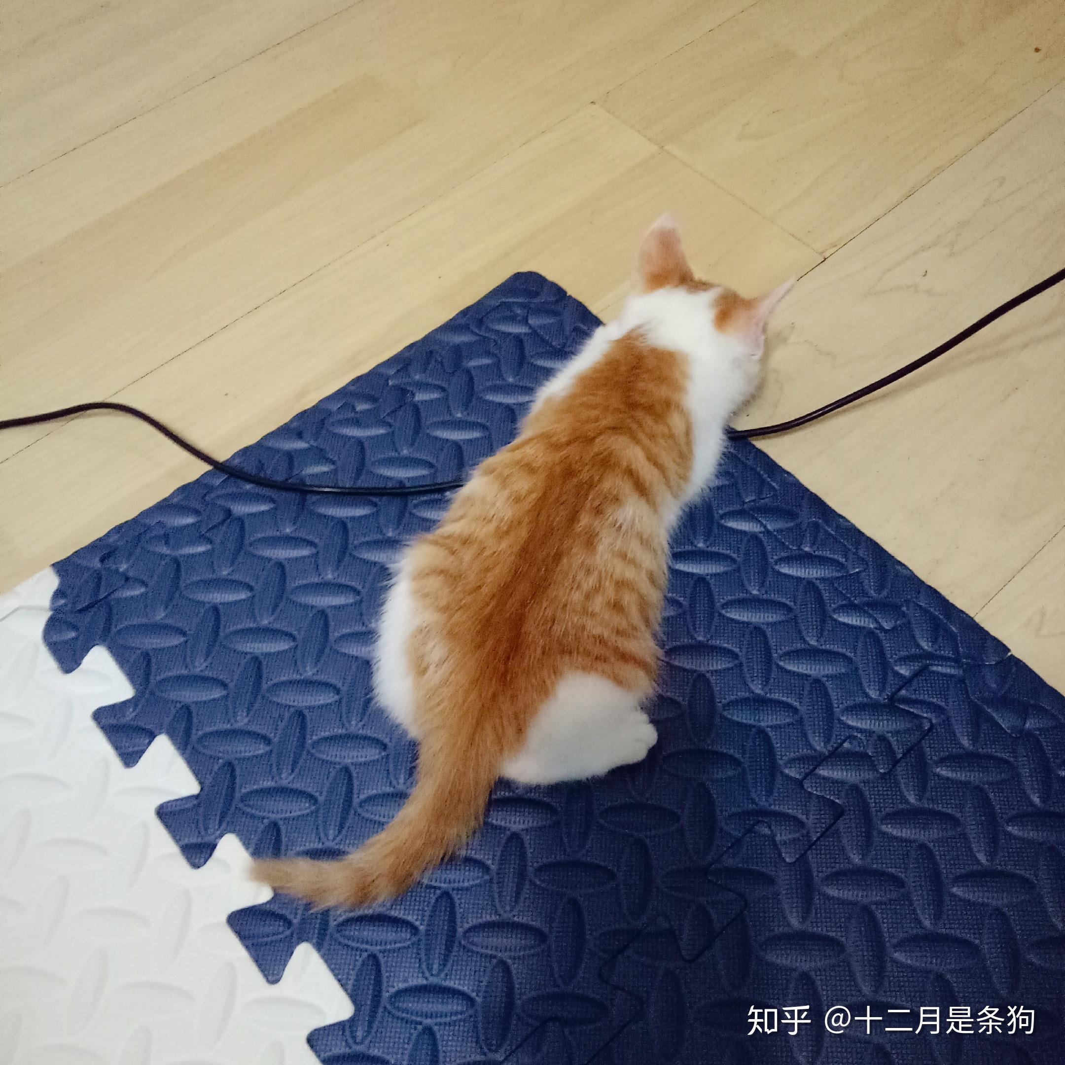 田园橘猫也一定必须打疫苗(猫三联)吗?