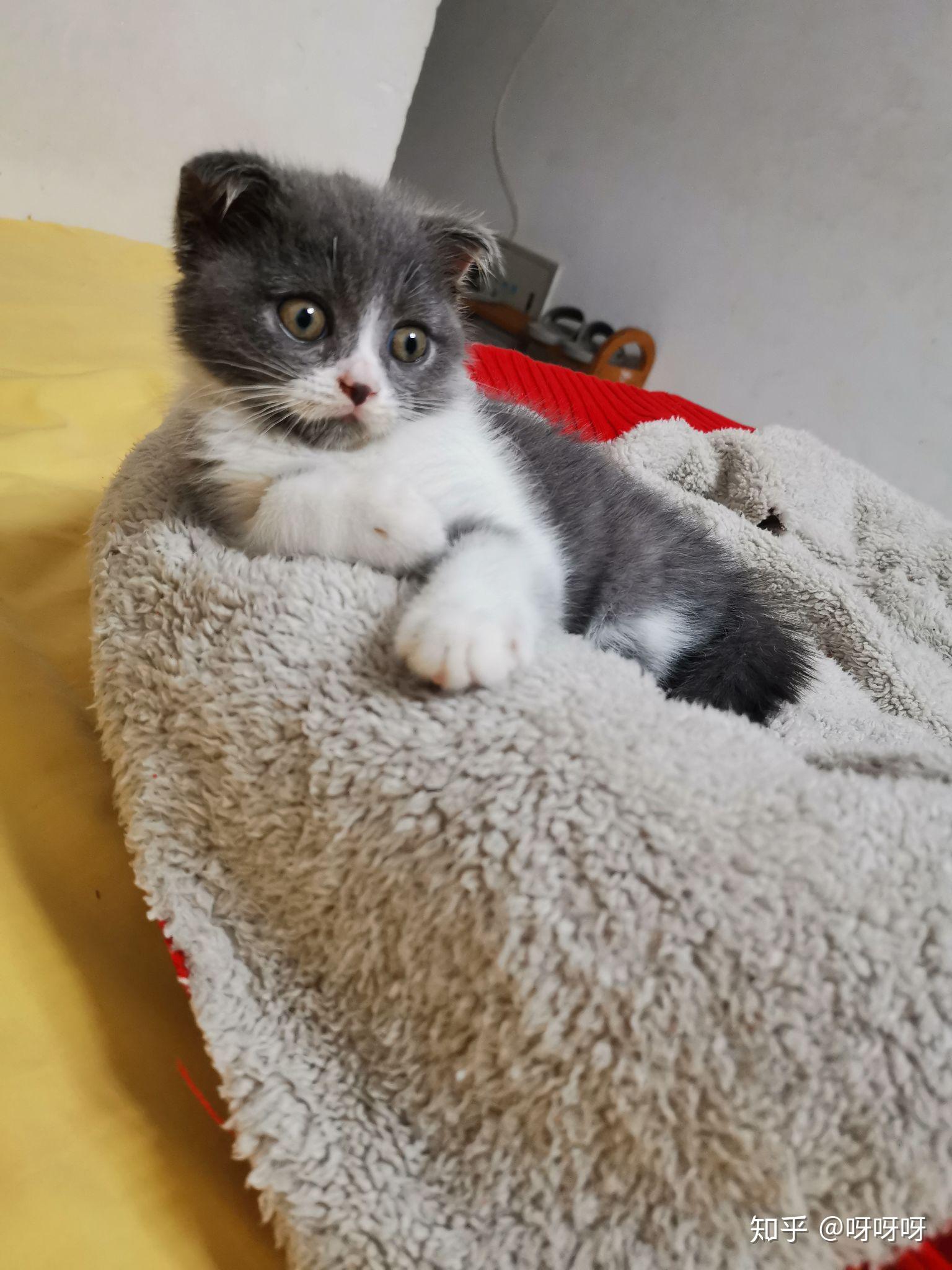 两个月的小奶猫抗瘟成功