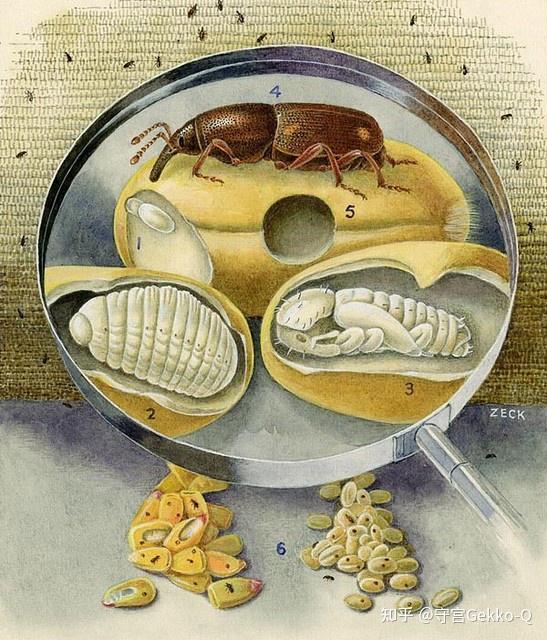 我们以米象为例,当大米还是一棵水稻时,年轻的米象妈妈在稻谷中产下了