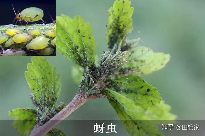 常见的花卉植物病虫害