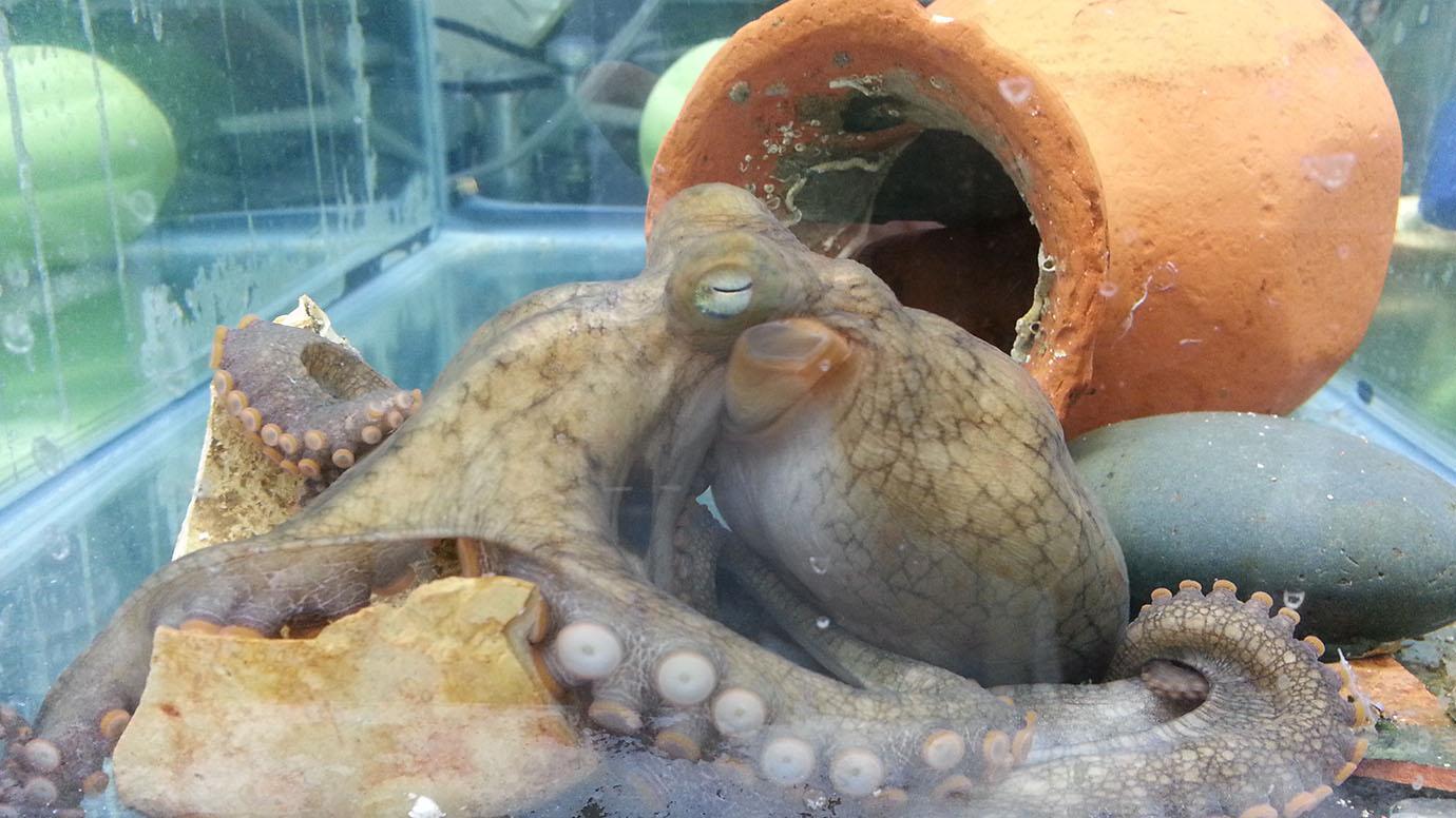 边育儿边自杀,章鱼妈妈为何这么傻?真相残酷却令人唏嘘