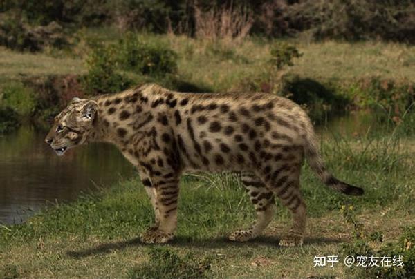 宠友在线 : 不卖萌很凶猛的猫—恐猫 - 知乎