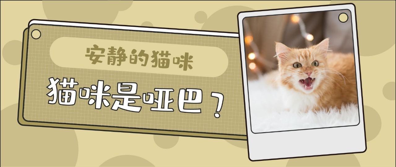 猫咪不会喵喵叫怎么办 我应该教它吗 知乎