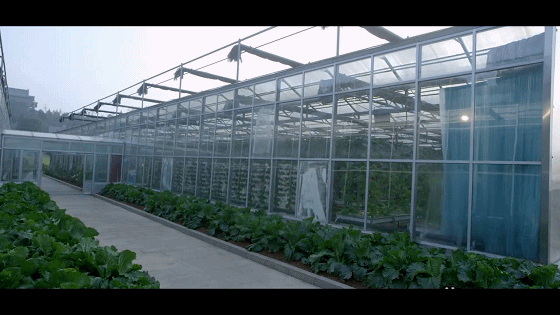 常见的温室种类有哪些 知乎