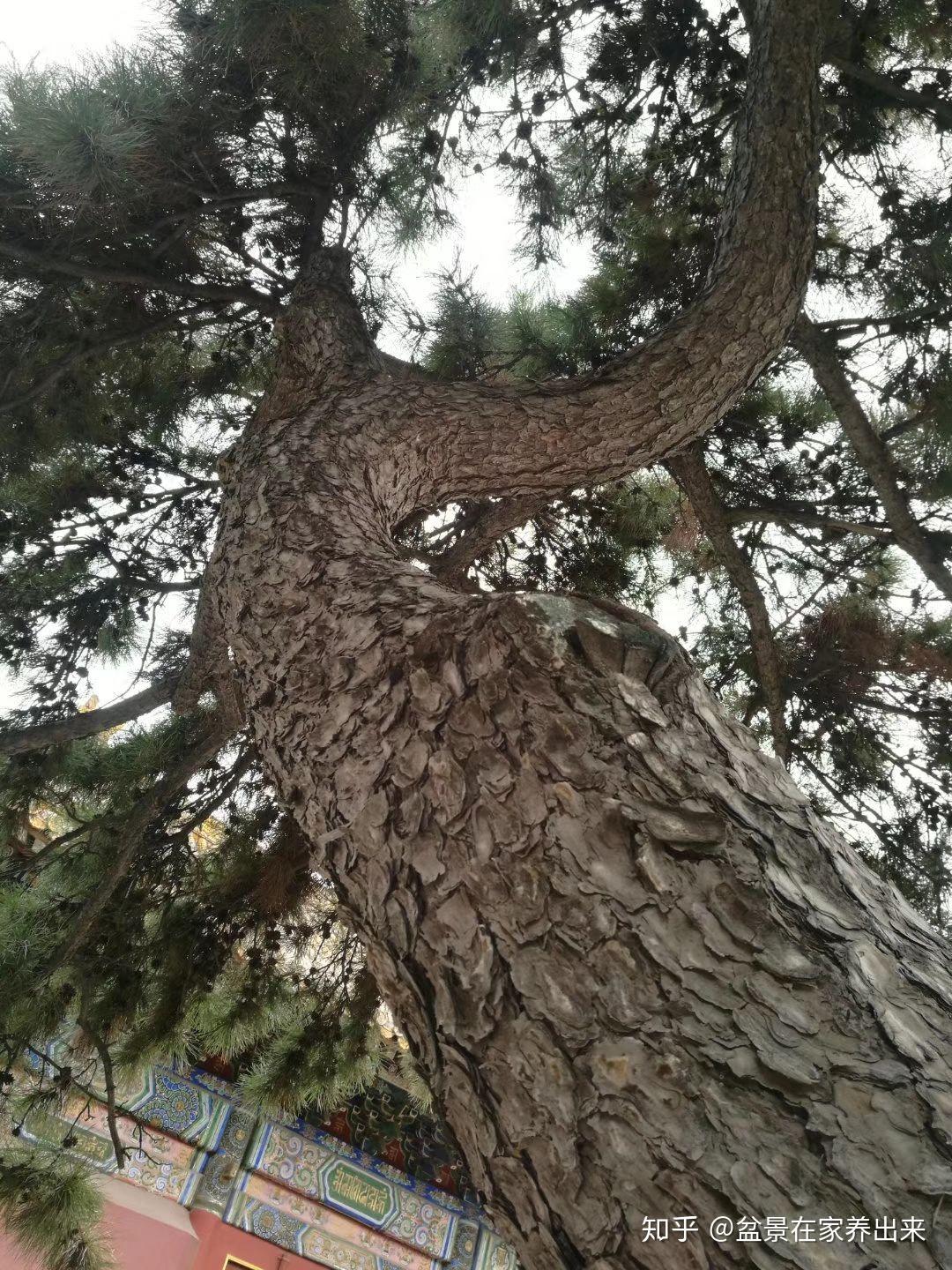 王维有句诗"种松皆作老龙鳞",苍老是松树盆景不变的主题,苍老度不够