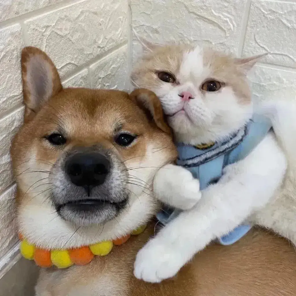 149张好看的情侣头像值得分享