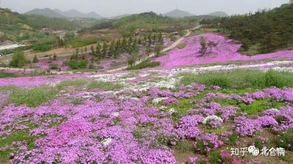 开花的彩色地毯草坪 芝樱 知乎