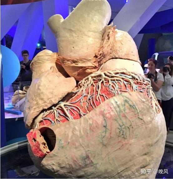 这是鲸鱼的心脏这是非洲大蜗牛这是世界上第二高的树,总高度可达378.