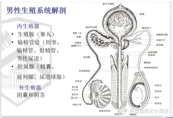 男性生殖系统解剖 知乎 