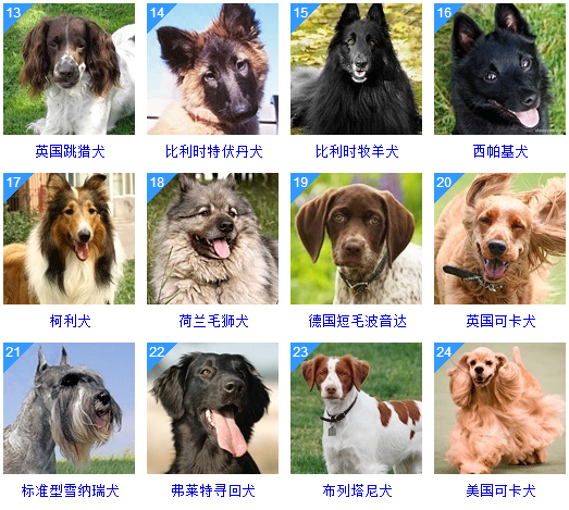 178种狗狗品种大全,原来按体型智商都是这么分! - 知乎