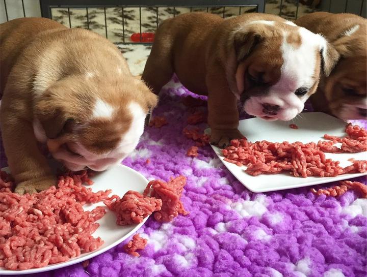 狗狗可以吃生肉吗 什么是生骨肉 宠物生骨肉喂养教程 知乎 狗狗可以吃生肉吗 什么是生骨肉 宠物生骨肉喂养教程 知乎