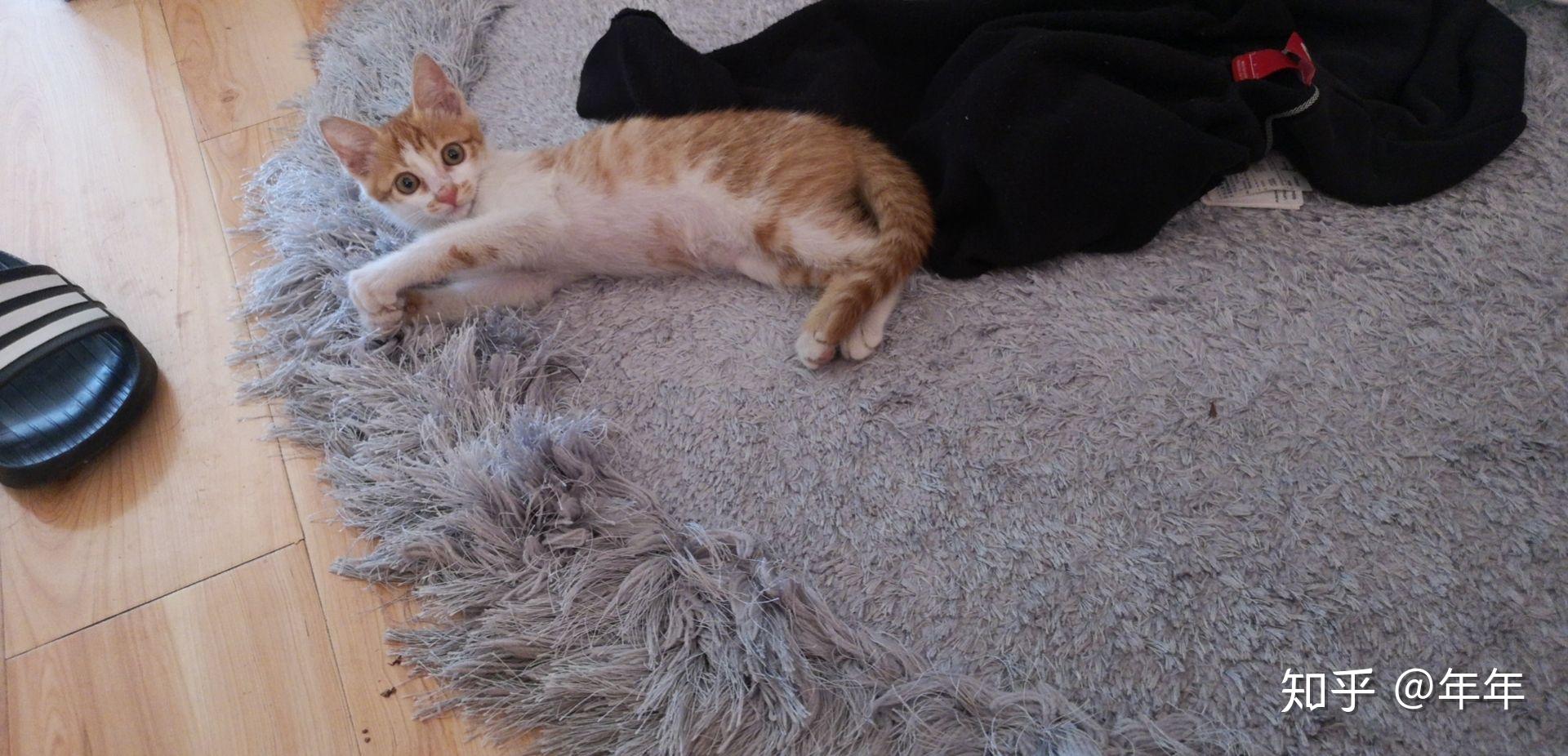 家有猫咪一只只