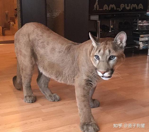 猫亚科的老大美洲狮,到底是什么样的?