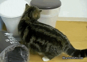 证明猫实际上是液体的gif 知乎