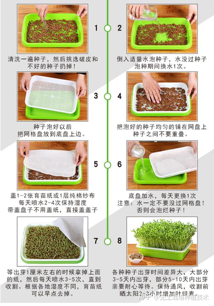 芽菜种植方法图片