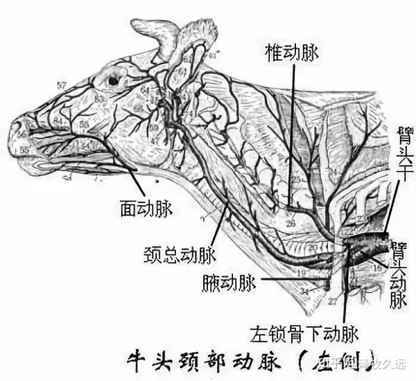 羊的静脉血管图图片