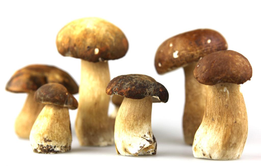 为您的健康添砖加瓦 - 禾木报告的文章 - 知乎专