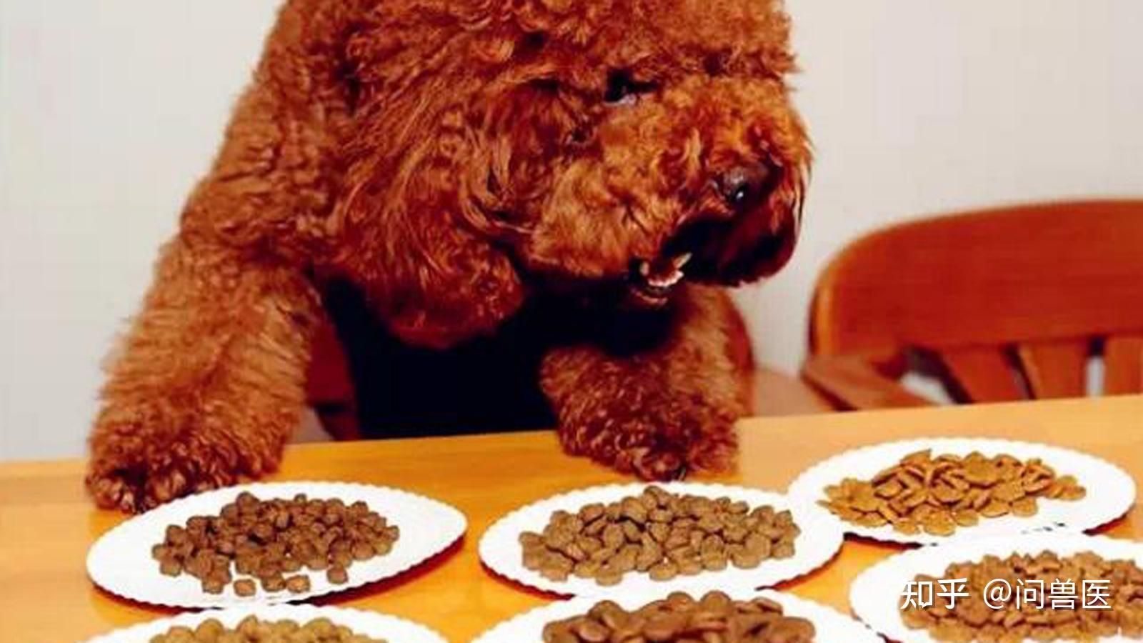 Feeding dogs (Adult Dogs-Small puppies)