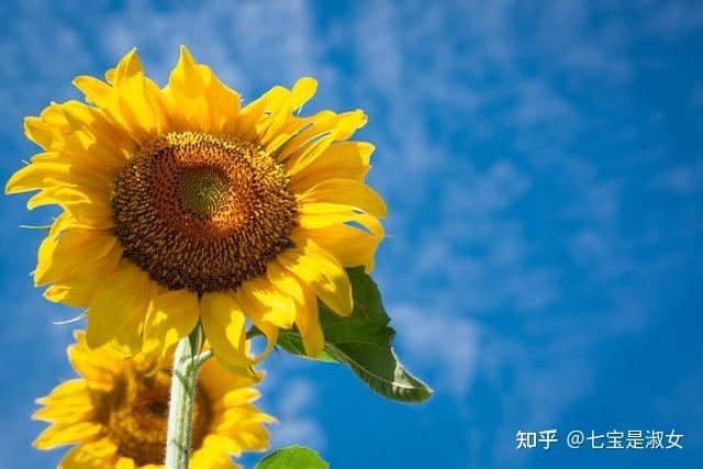 願你的世界永遠都有鳥語花香,任何人都沒有你重要,愛你的人和你自己一