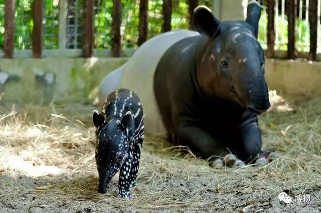 马来貘幼崽和它的妈妈 图片来自:http://123rf.com.