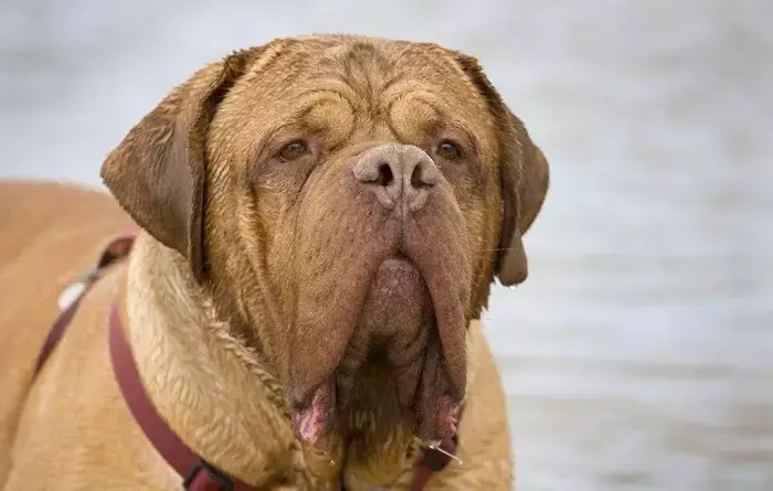 波尔多犬别名法国獒,波尔多斗牛犬.