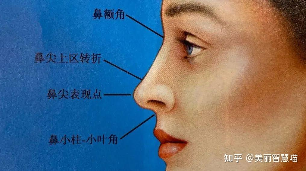 而鼻中隔软骨的高度及其向尾端延伸的长度直接决定了鼻尖的位置