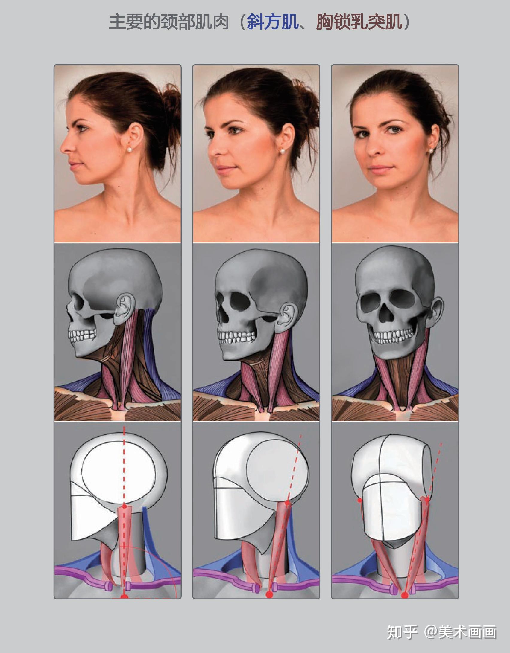 素描脖子结构图片图片