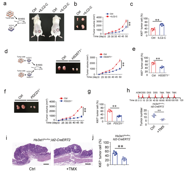 什么？发表文章没有好数据？试试重度免疫缺陷BNDG小鼠吧！ 知乎