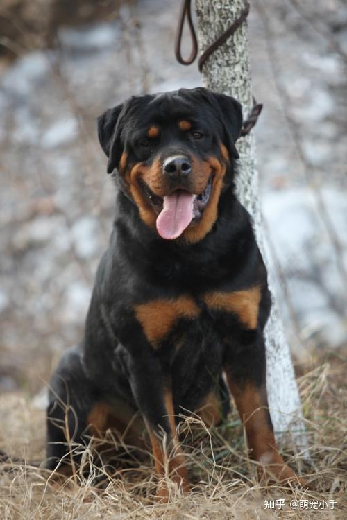罗威纳的体型比较大,而且又是烈性犬,现在很多都有规定,超出身高范围
