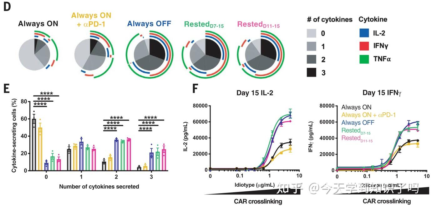 Transient Rest Restores Functionality In Exhausted CAR-T Cells Through ...