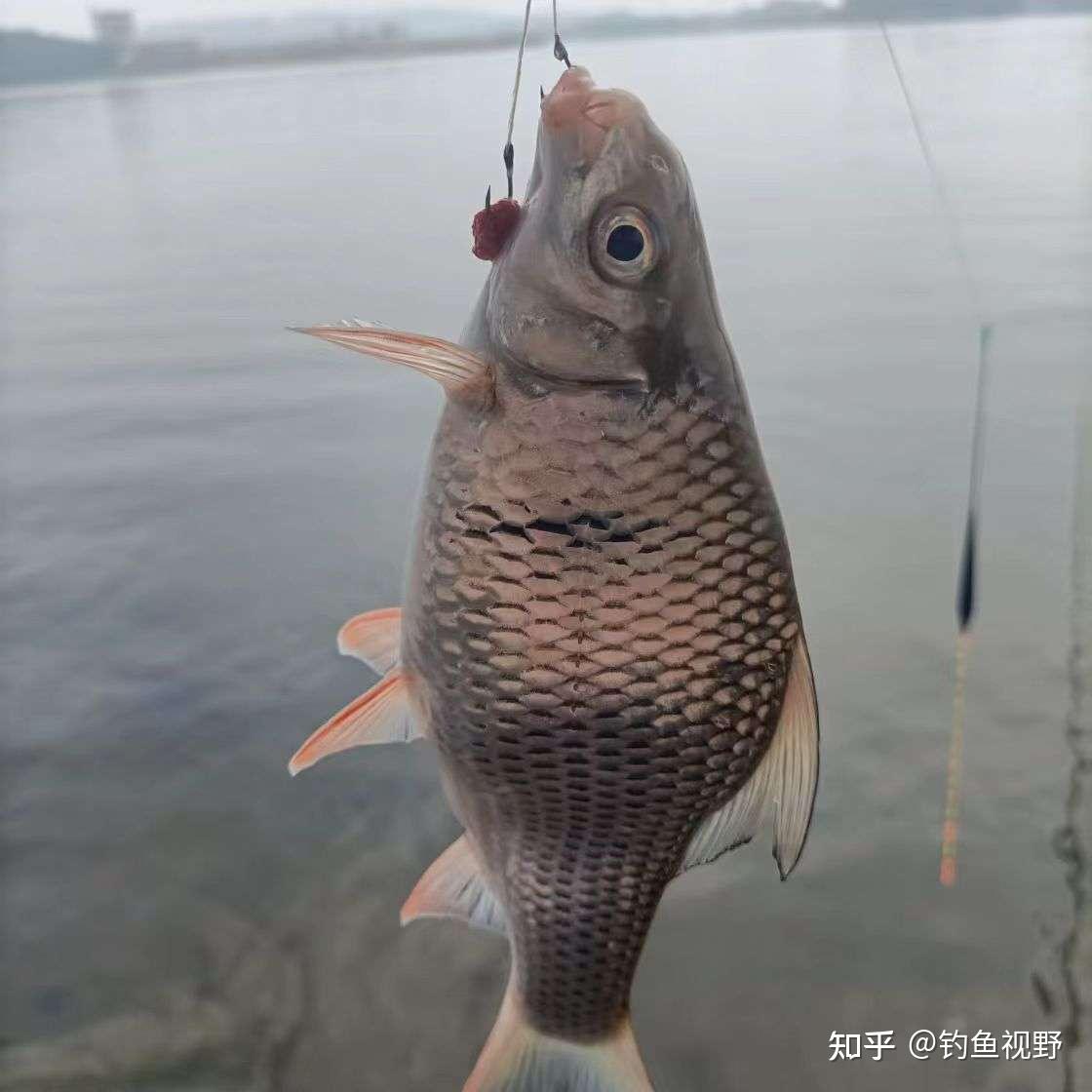 钓浮还是钓底？夏天钓鱼看过来 - 知乎